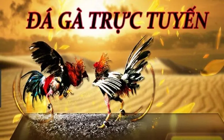 Đá Gà VL88 Trực Tiếp Hấp Dẫn Nhất Từ Trường Đấu Đỉnh Cao 1 Đá Gà VL88 Trực Tiếp Hấp Dẫn Nhất Từ Trường Đấu Đỉnh Cao